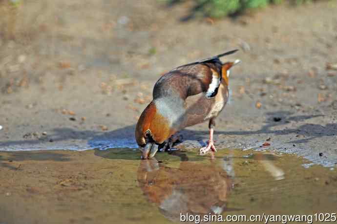 锡嘴雀(3) 锡嘴雀(3)