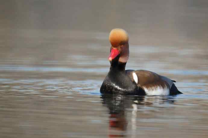 红嘴潜鸭的幸福生活