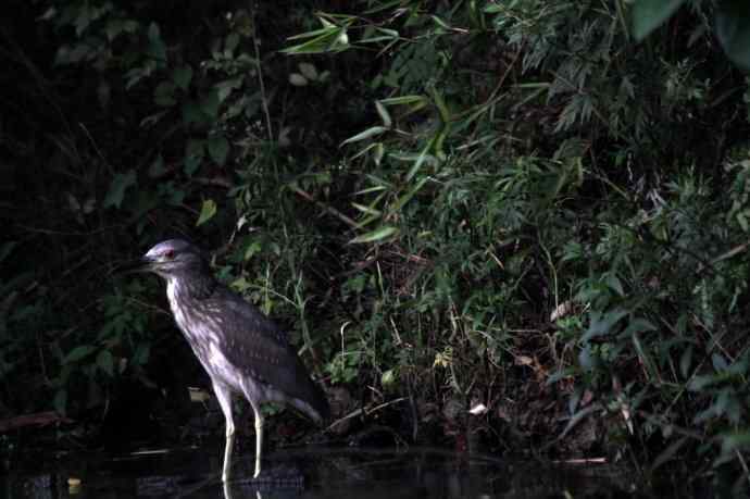杭州西溪湿地拍菜鸟