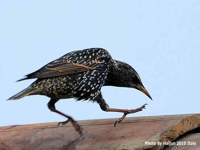 【亚平宁半岛之旅 wbr. wbr紫翅椋鸟】 【亚平宁半岛之旅 wbr. wbr紫翅椋鸟】
