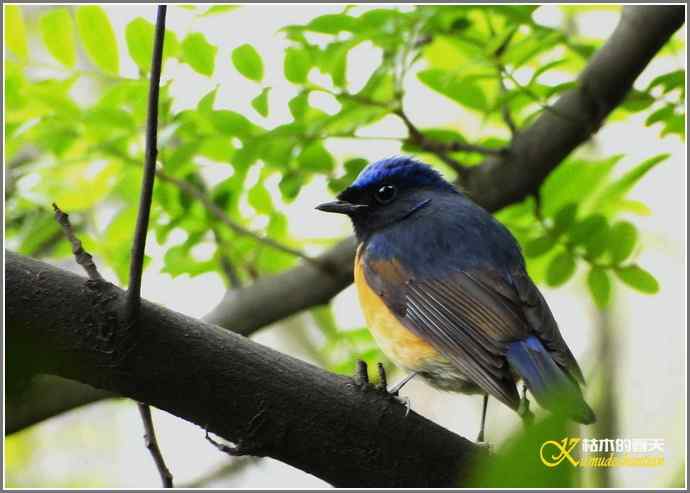 一组鸟片（3月25日）