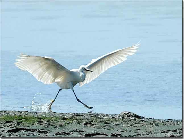 北戴河南戴河观赏鹭鸶