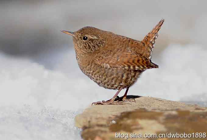 赤颈鸫和小鹪鹩