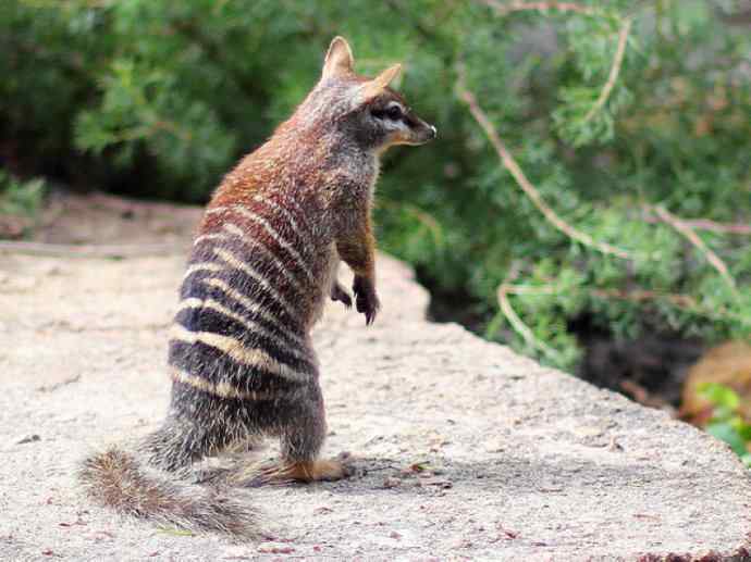 盘点十二大著名食蚁动物：袋食蚁兽