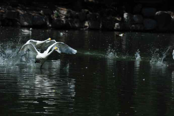 飞（白天鹅） wbr1