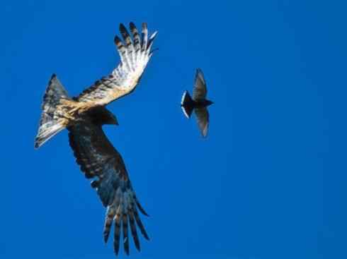 雀鸟也彪悍：空中精灵(燕鵙科)