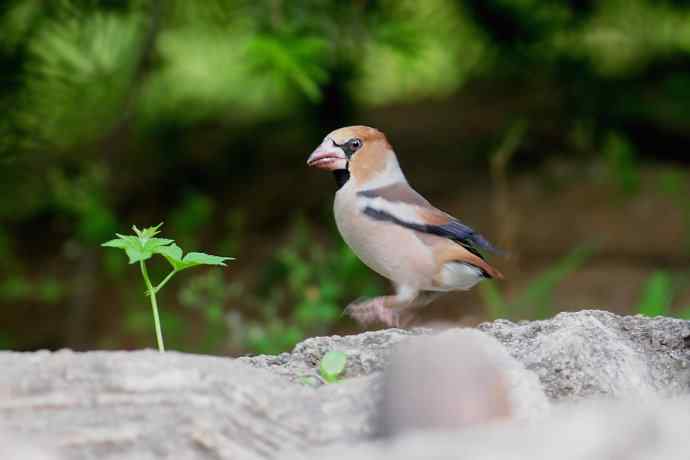锡嘴雀与大山雀