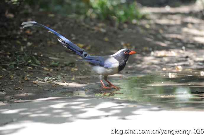 红嘴蓝鹊（3）