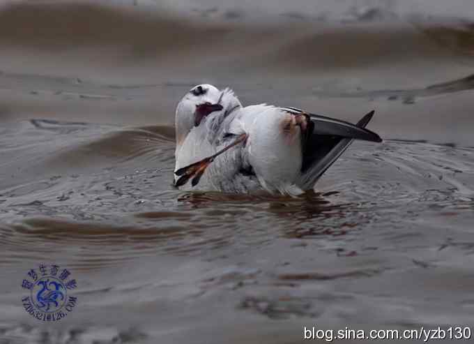 小洋口最大收获(组图,10张图片) 小洋口最大收获(组图,10张图片)