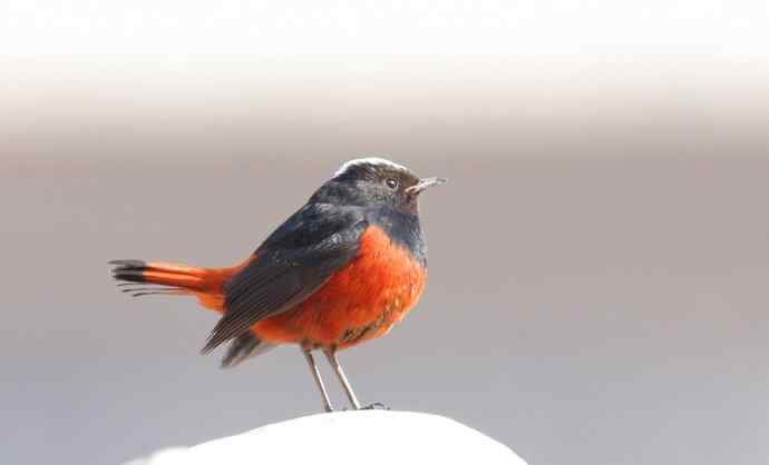 【野外拍摄】白顶溪鸲