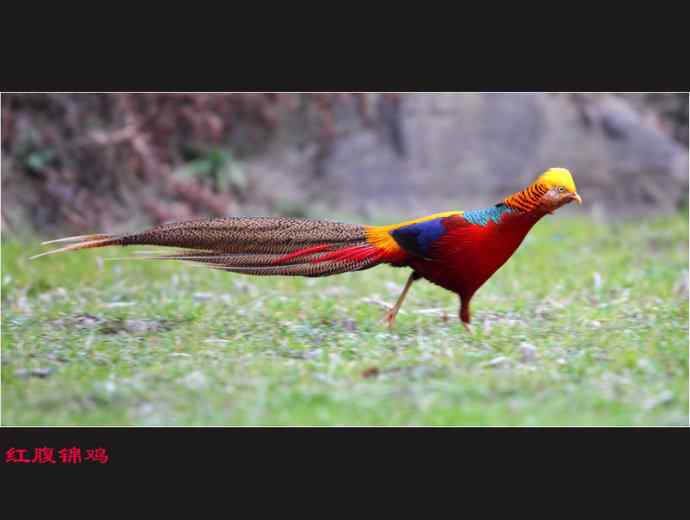 雄雉于秦 wbr下上其音