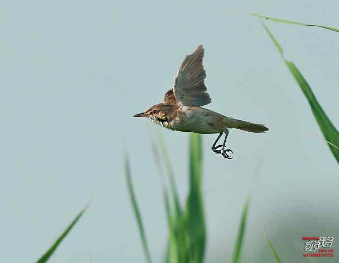 衡水湖&nbsp;wbr路&nbsp;wbr东方大苇莺