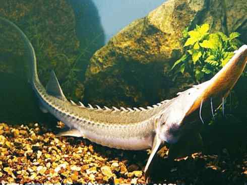 鱼类活化石：中华鲟