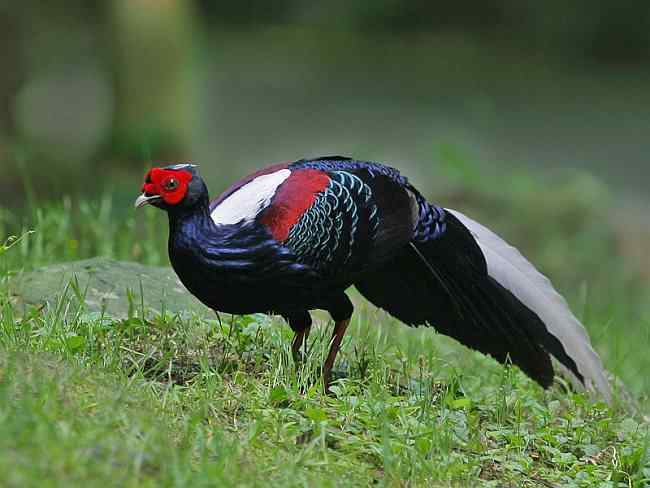 台湾蓝鹇与它的发现者——英国鸟类学家斯温侯 台湾蓝鹇与它的发现者——英国鸟类学家斯温侯