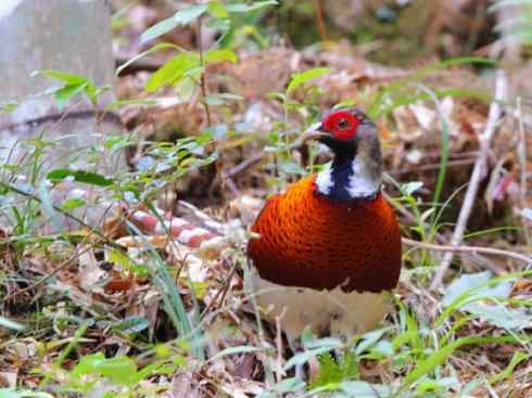 凤凰：传说的鸟原型探秘（雉鸡）