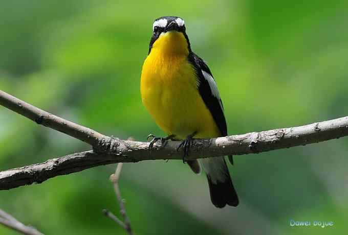 再拍:白眉.紫背和黄鹂 再拍:白眉.紫背和黄鹂