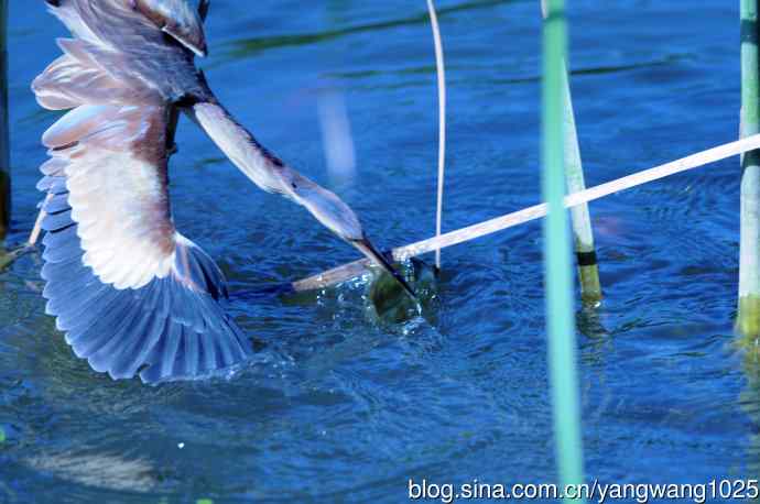 捕鱼的黄苇鳽（记实）5