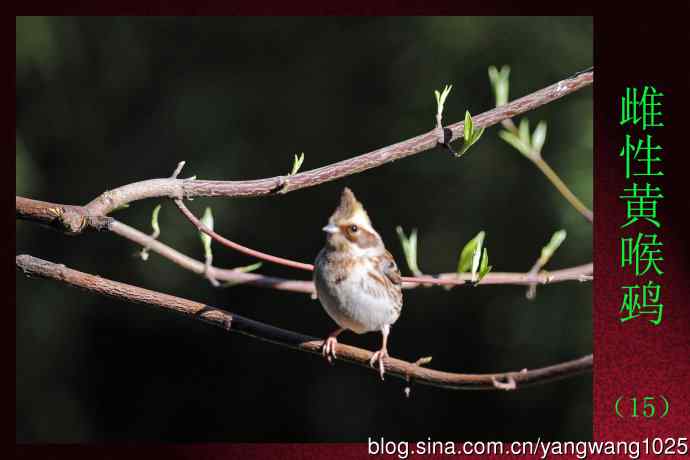 雌性黄喉鹀（15）