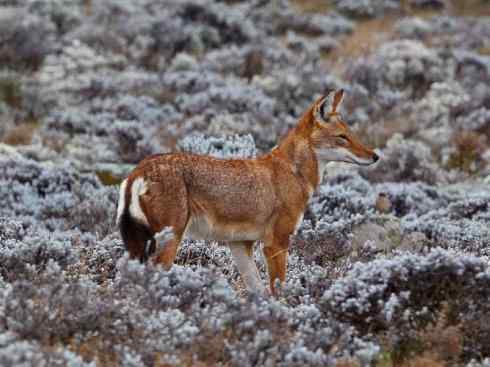 犬科:犬亚科犬属之西门豺、侧纹豺(胡狼类) 犬科:犬亚科犬属之西门豺、侧纹豺(胡狼类)
