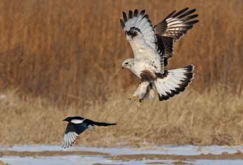 [组图]毛脚鵟与喜鹊