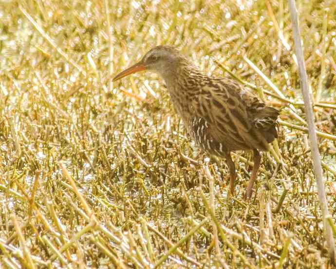 四川西昌鸟类摄影——普通秧鸡