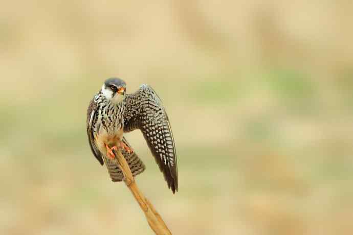 五月天鈥斺斎づ陌⒛露溃ㄈ