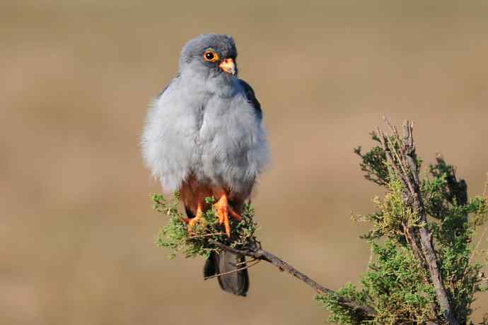 阿穆尔隼:野鸭湖黎明观猛* 阿穆尔隼:野鸭湖黎明观猛*