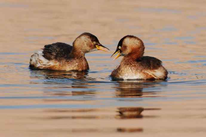 两只小鸊鷉 浅议趴拍