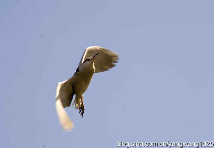 飞(夜鹭)12 飞(夜鹭)12