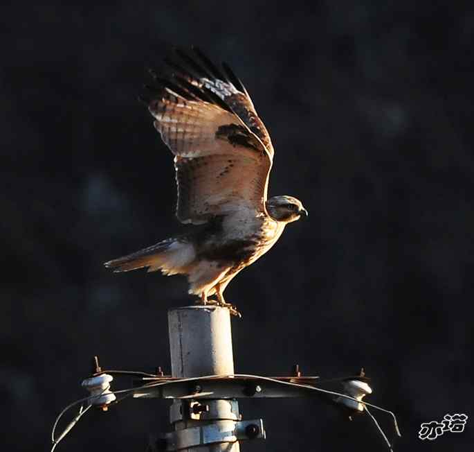 白河峡谷的鵟 白河峡谷的鵟