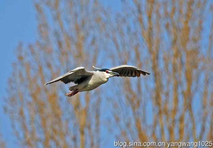 飞(夜鹭)57 飞(夜鹭)57