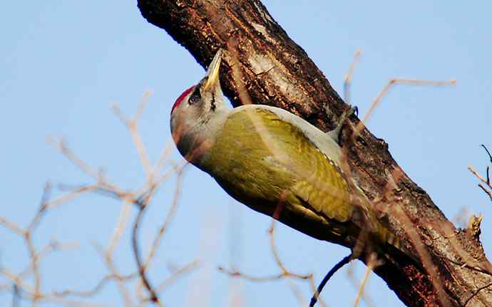 北京植物园赏鸟（十六），灰头绿啄木鸟（组图）