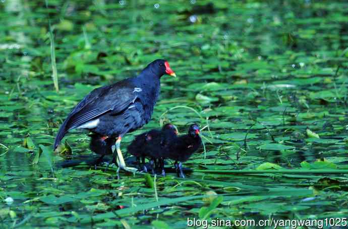 妈妈与宝宝（黑水鸡）