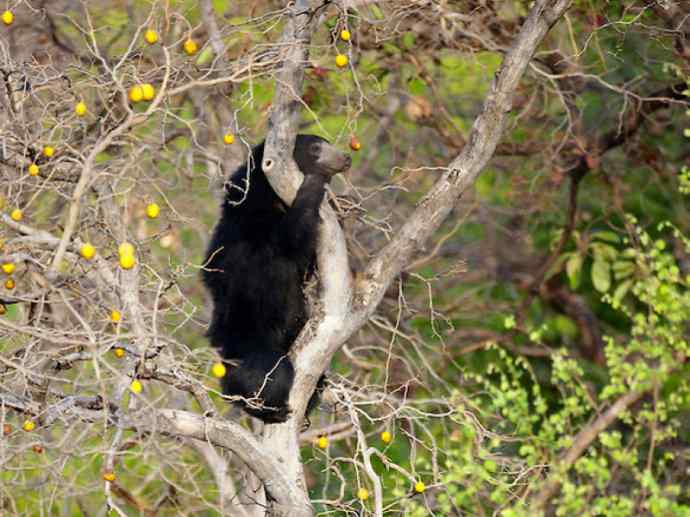 盘点十二大著名食蚁动物:懒熊 盘点十二大著名食蚁动物:懒熊