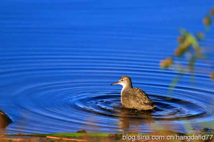 斑腹矶鹬（非繁殖期）之二