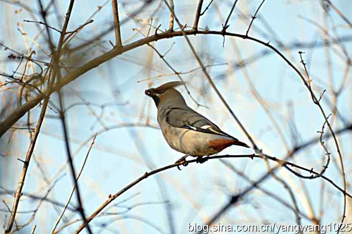 大观园飞来太平鸟