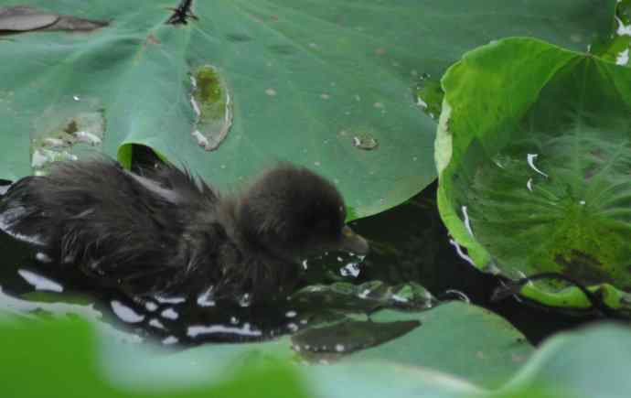 巧遇小鸭子