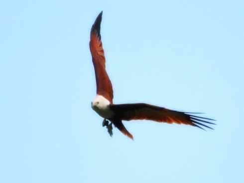 白头鸟系列：另类的美丽12