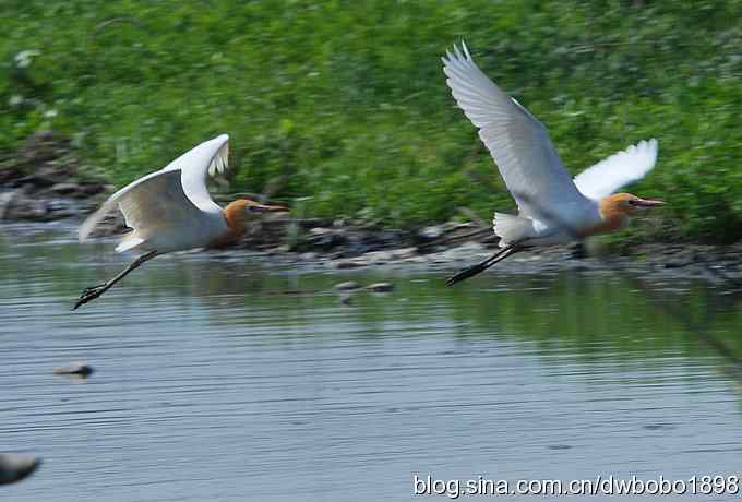 牛背上的芭蕾 牛背上的芭蕾