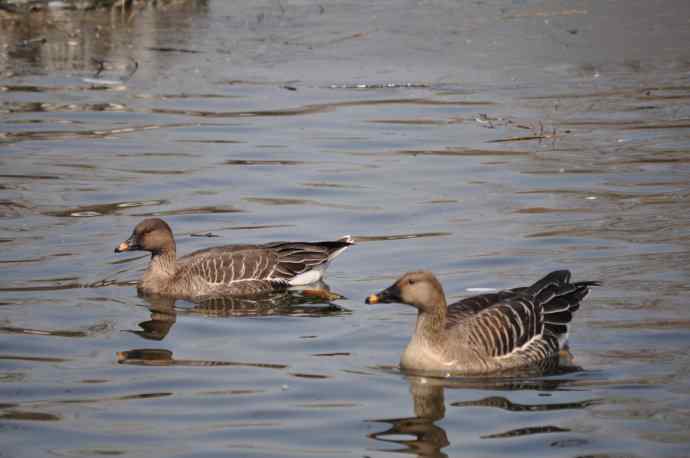 北京动物园的鸟类——鸿雁