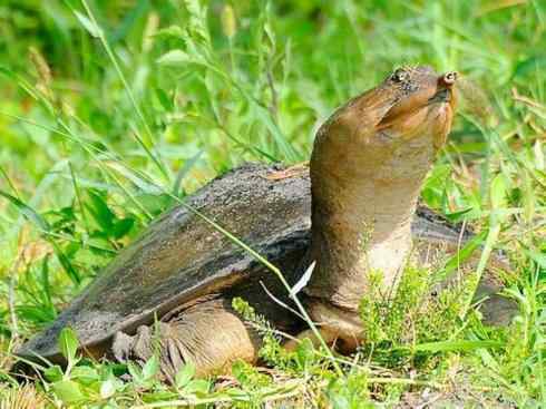 玄武:传说的兽原型探秘(鳖) 玄武:传说的兽原型探秘(鳖)