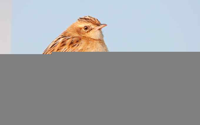 深港拍鸟新纪录（11）鈥斺斪厣任草海ㄗ橥迹