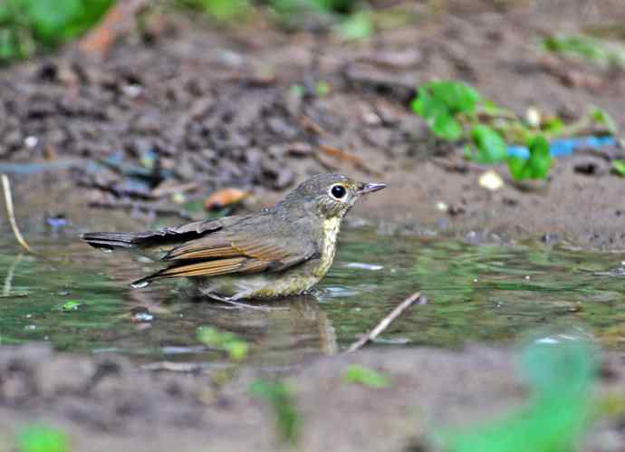 回顾2011年（金胸歌鸲）