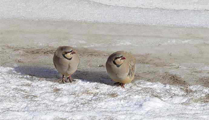 涧底有鸡鸣 wbr石上意踟躇