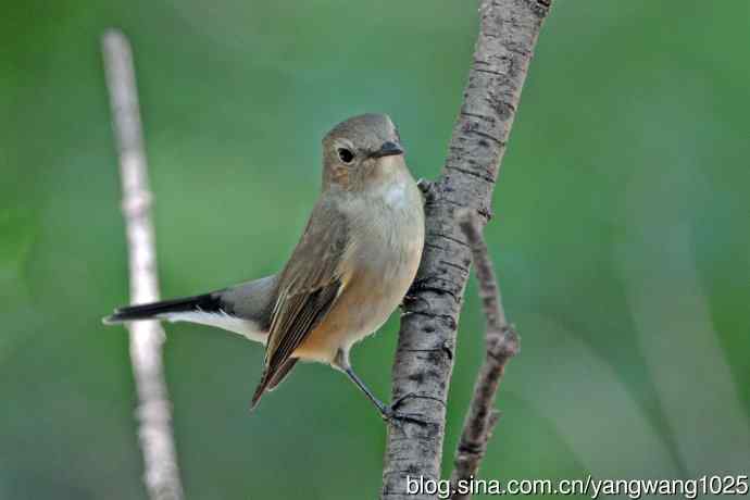 秋天的红喉姬鹟(3) 秋天的红喉姬鹟(3)