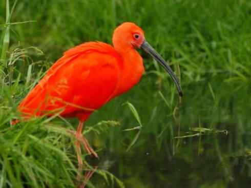 极品红色鸟类：美洲红鹮