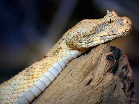 龙：传说的兽原型探秘（蝰蛇类）