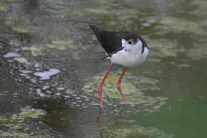 夜鹭VS黑翅长脚鹬