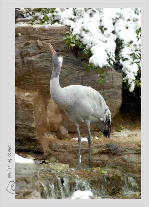 北京动物园水禽（2009-11-12）