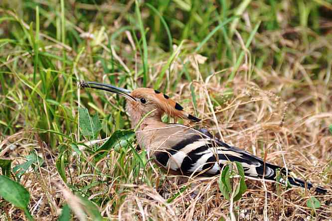  点击图片或使用键盘← →翻页